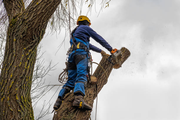 The Steps Involved in Our Tree Care Process in Sans Souci, SC